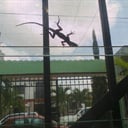 Jose Luis el Profe Torres