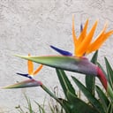 mlhoover