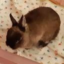 sweetapplecaren