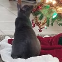 beilastarrgazer