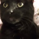 Kitty1015