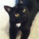 jancatena