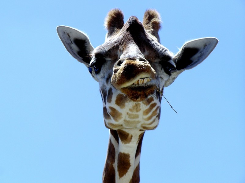 giraffe ears
