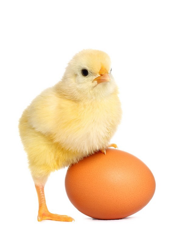 Science Trivia Question: All known vitamins are found in eggs except Science Trivia Question: All known vitamins are found in eggs except