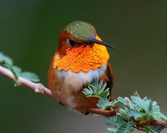 Geography Trivia Question: How much does the average hummingbird weigh? Geography Trivia Question: How much does the average hummingbird weigh?