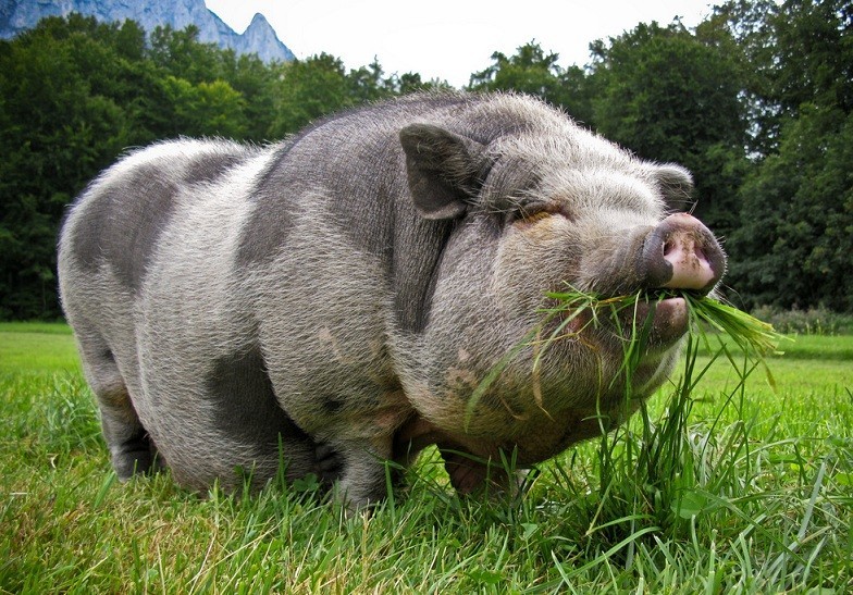 Is it physically possible for pigs to look up into the sky in the standing position? Is it physically possible for pigs to look up into the sky in the standing position?