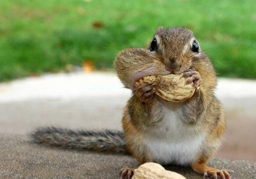 Geography Trivia Question: Squirrels forget where about 50% of the nuts they've hidden are. Geography Trivia Question: Squirrels forget where about 50% of the nuts they've hidden are.