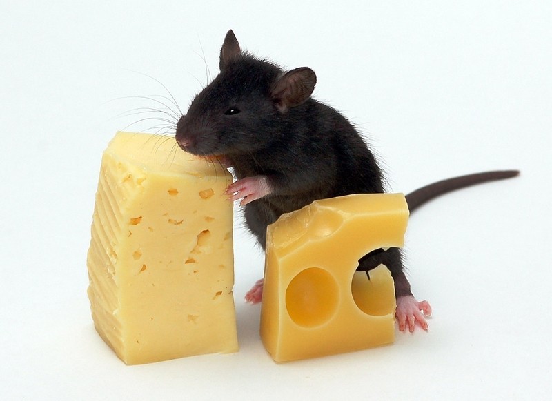 The people of which country eat more cheese per capita than any other country in the world? The people of which country eat more cheese per capita than any other country in the world?