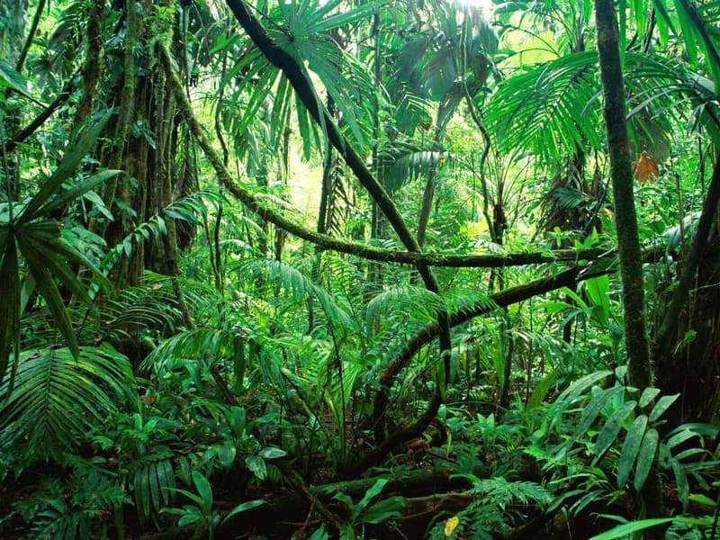 Geography Trivia Question: What continent is the Amazon Rainforest located on? Geography Trivia Question: What continent is the Amazon Rainforest located on?