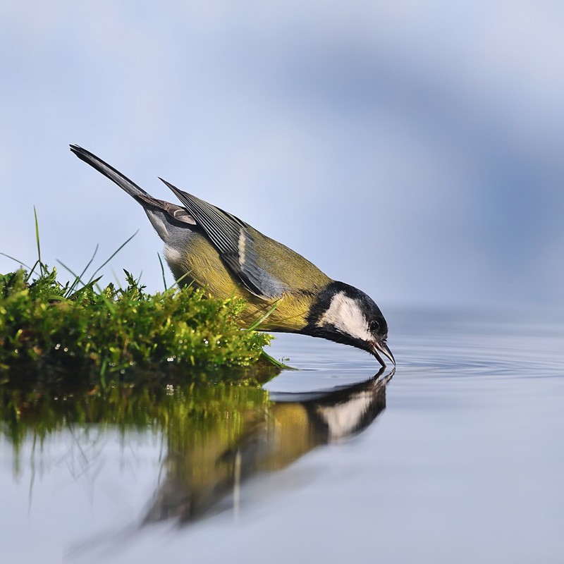 Society Trivia Question: What is the ideal depth of level of water in a bird bath? Society Trivia Question: What is the ideal depth of level of water in a bird bath?