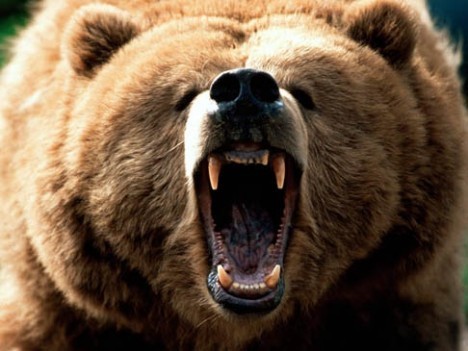 What is the loudest land creature (by dB)?