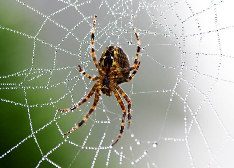 Nature Trivia Question: What is the most poisonous spider in the world? Nature Trivia Question: What is the most poisonous spider in the world?