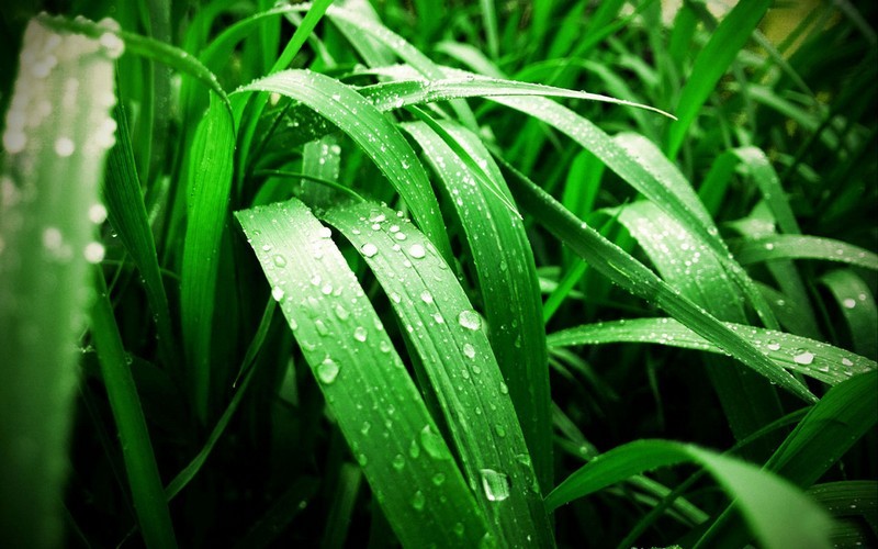 What is the name for the science or study of plants?