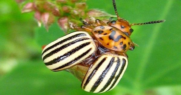 What plant does the Colorado beetle usually attack?