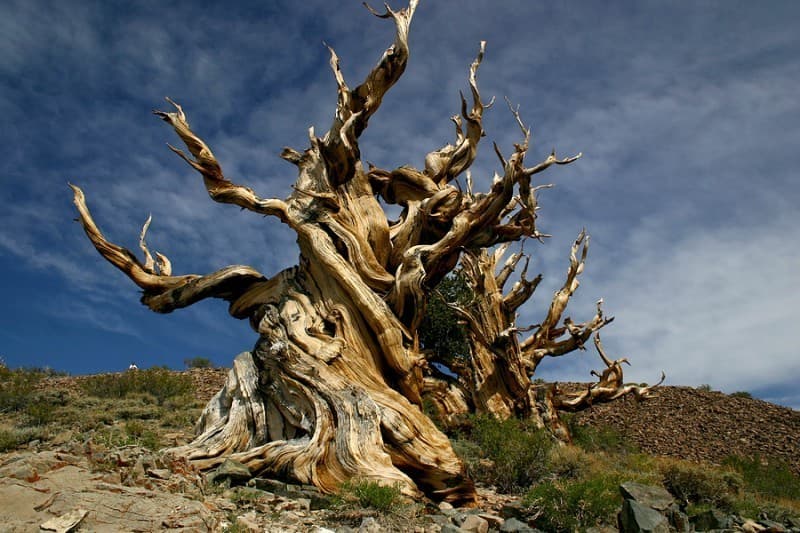 Geography Trivia Question: Where is the oldest individual tree in the world located? Geography Trivia Question: Where is the oldest individual tree in the world located?