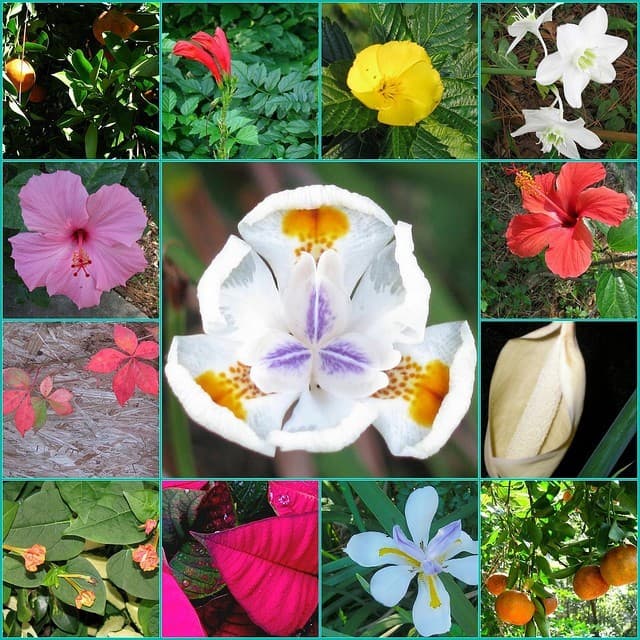 Geography Trivia Question: Which country has the most plant species? Geography Trivia Question: Which country has the most plant species?
