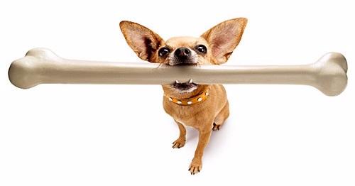 Which is the longest bone in the human body?