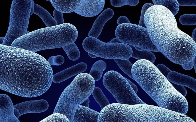 Geography Trivia Question: Which is the largest growing organism on Earth? Geography Trivia Question: Which is the largest growing organism on Earth?