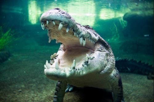 How long can a saltwater crocodile hold its breath underwater?