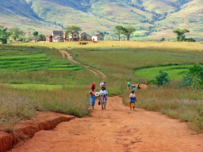 Which tree is the national symbol of Madagascar? Which tree is the national symbol of Madagascar?