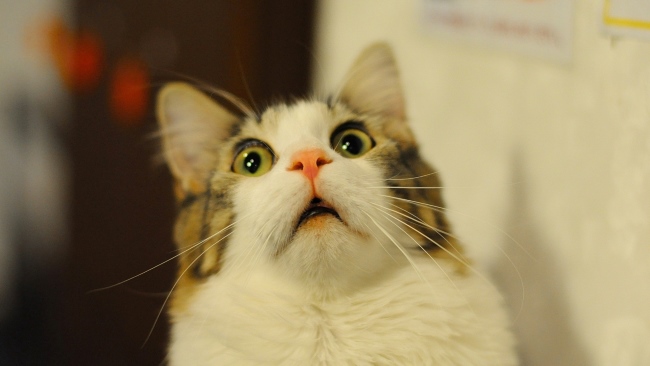 How many toes does a normal cat have? How many toes does a normal cat have?