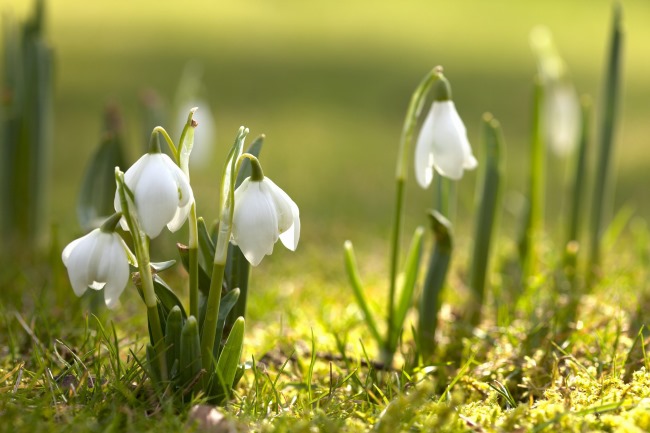 What is ”The Rite of Spring”? What is ”The Rite of Spring”?