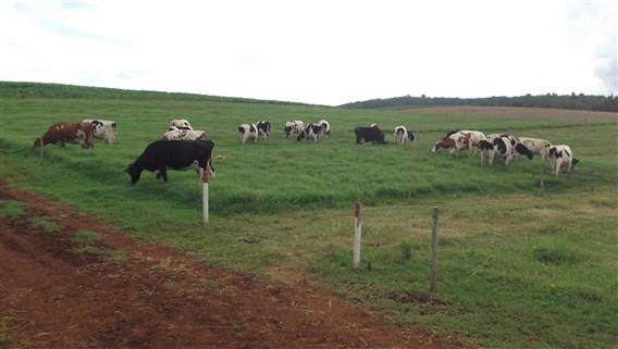 Geography Trivia Question: Why does a farmer after haying is done, like to put his cattle on the cut meadows? Geography Trivia Question: Why does a farmer after haying is done, like to put his cattle on the cut meadows?