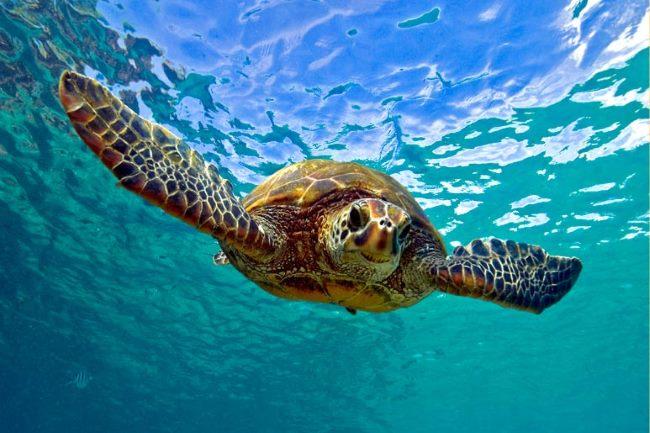 Geography Trivia Question: How many bones are there in a turtle shell? Geography Trivia Question: How many bones are there in a turtle shell?