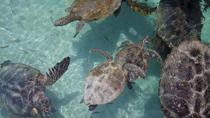 hawksbill-sea-turtle-animals-world