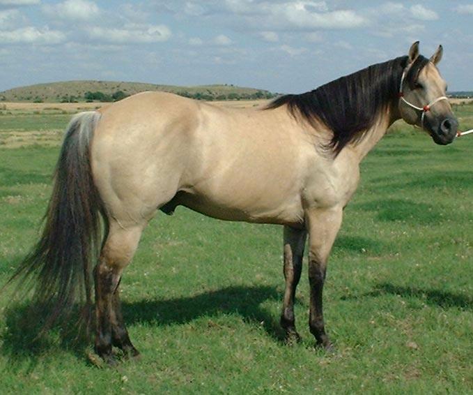 Geography Trivia Question: What was the name of Dale Evans' horse? Geography Trivia Question: What was the name of Dale Evans' horse?
