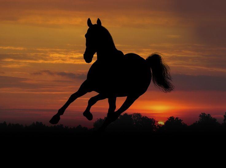 Do horses give birth to twins?