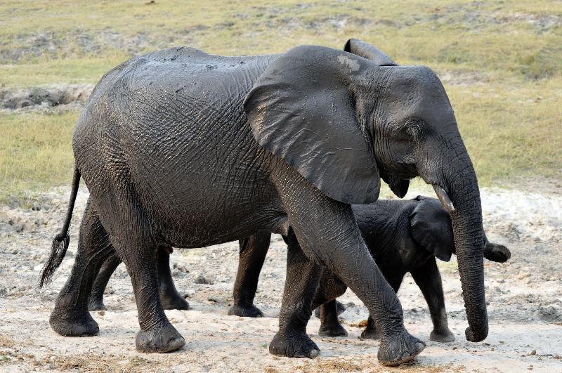 Geography Trivia Question: Elephants can do anything other mammals can with the exception of Geography Trivia Question: Elephants can do anything other mammals can with the exception of