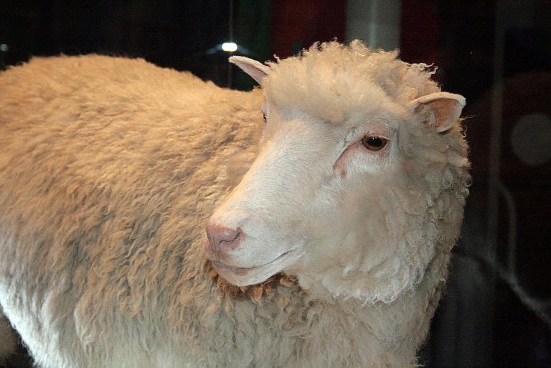 How long did the cloned sheep Dolly live? How long did the cloned sheep Dolly live?