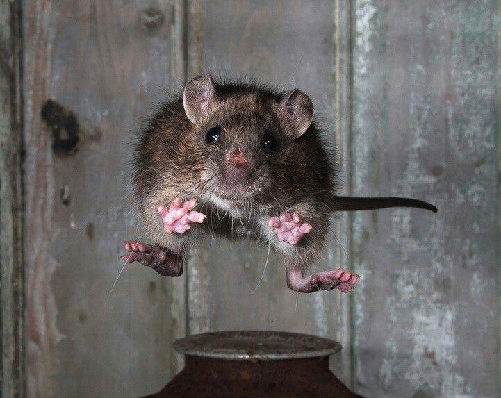 Is it true that a rat can fall as far as 50 feet and land uninjured?