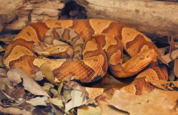 Is it true that pit vipers and boa constrictors clone themselves?