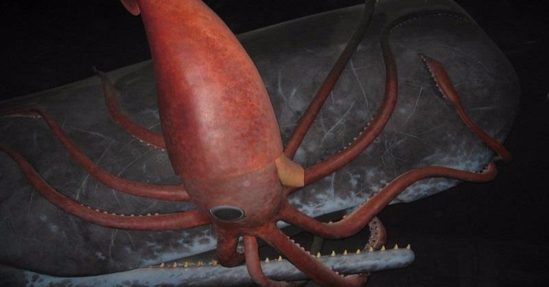 True or False: Food passes through the giant squid’s brain on the way to its stomach