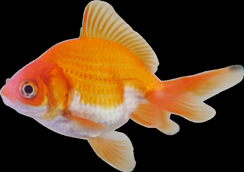 Nature Trivia Question: What fish has its head at right angles to its body? Nature Trivia Question: What fish has its head at right angles to its body?