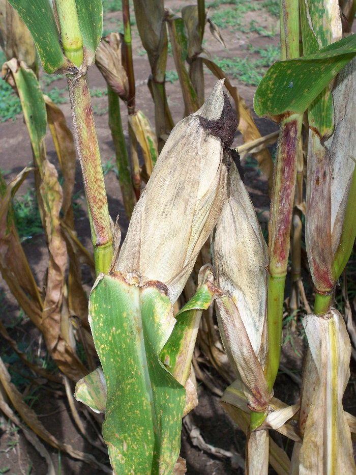 What is epiphytology? What is epiphytology?