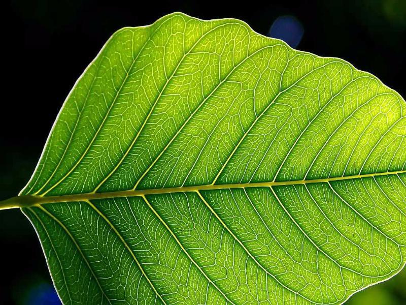 What is the name of the process in which plants convert sunlight into oxygen?
