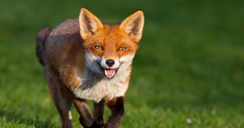 What is the rarest mammal in North America?