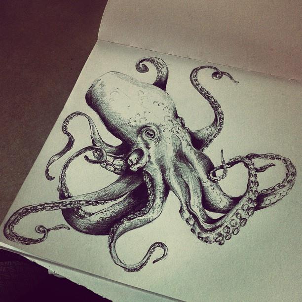 What is the shape of the pupil in an octopus's eye?