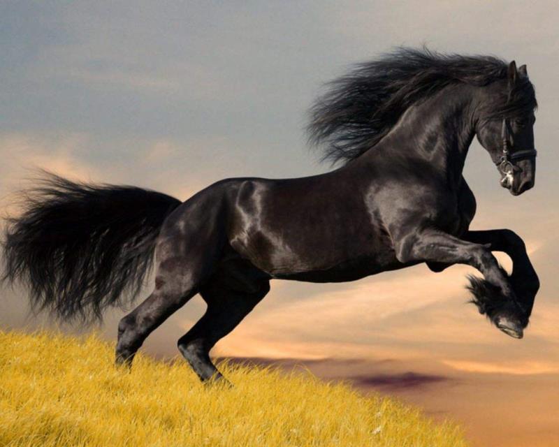 What is the underside of a horse's hoof called?