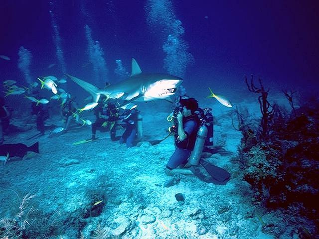 Where in the world are you most vulnerable to encounter a shark?