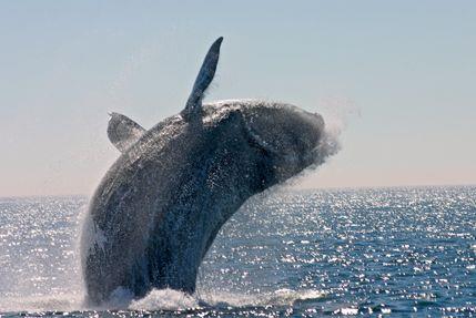 Which mammal has the longest gestation period?