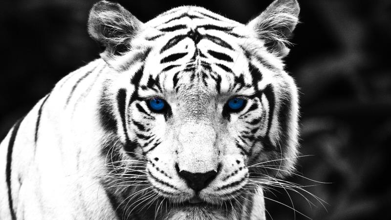 A white tiger is the result of the mating of?