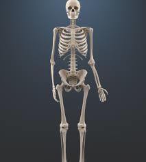 How many bones are there in the human body at adulthood?