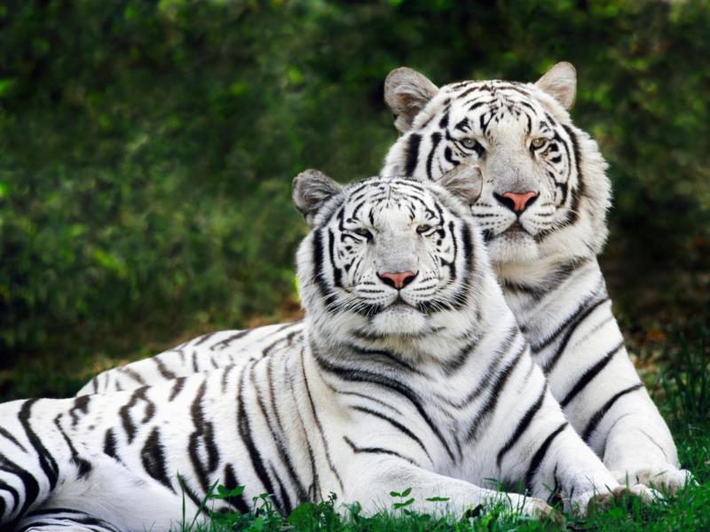 Is it common for a tiger to stalk and hunt a zebra in the wild?