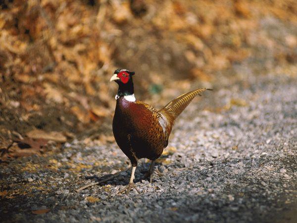Not native to North America, ring-necked pheasants were imported into the U.S. from which country? Not native to North America, ring-necked pheasants were imported into the U.S. from which country?