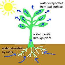 What is the name of the process in which plants lose water into the atmosphere?
