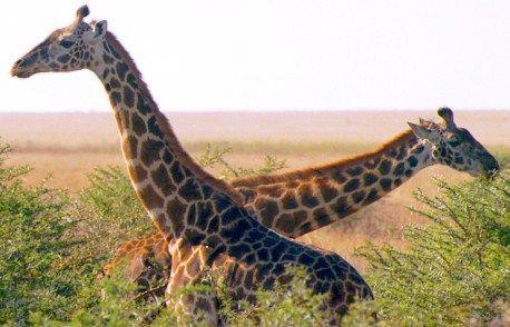 What is the heaviest land animal in the world?